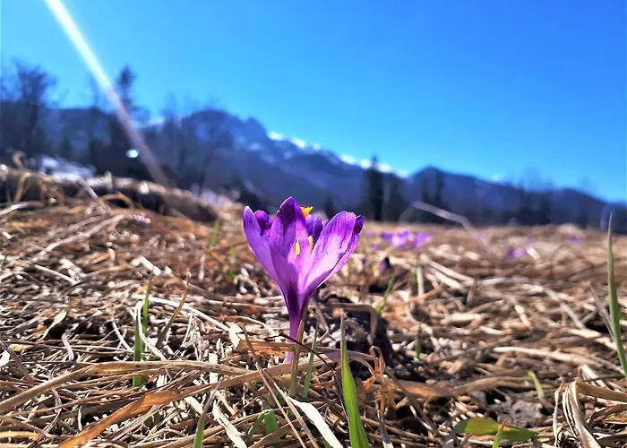 Zolta Turnicka בית אירוח *